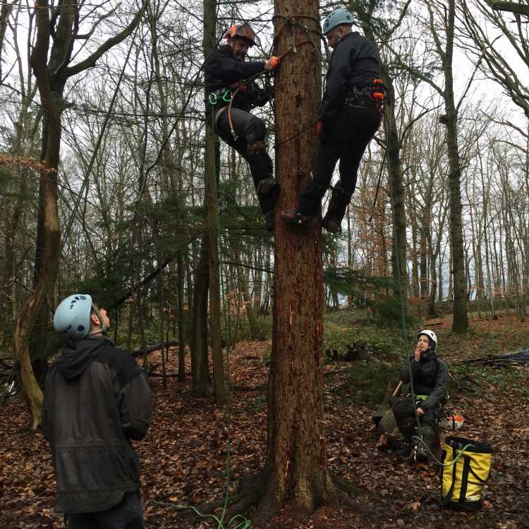 Two experienced tree climbers showcasing pole climbing whilst two others watch and learn in the woods on a winters day